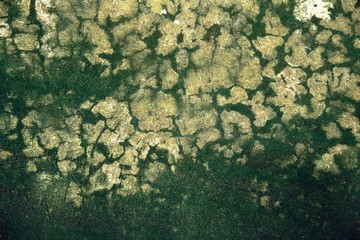Green moss texture in nature green moss on cement background. 
