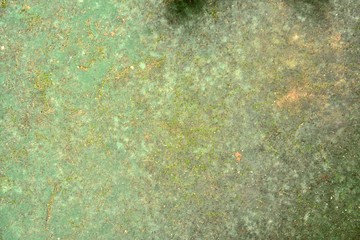 Green moss texture in nature green moss on cement background. 