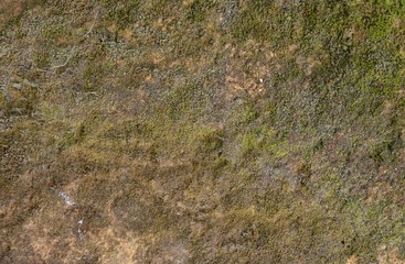 Green moss texture in nature green moss on stone background. 