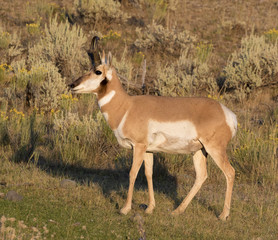 Naklejka na ściany i meble pronghorn antelope in sunset light, closeup