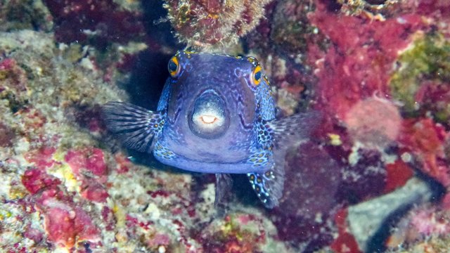 boxfish (Ostracion cubicus) in the Maldives.