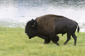 Calling buffalo bull (Bison bison)