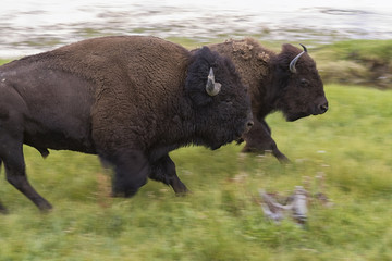 Two running american buffalos (Bison bison) © Natalia Kuzmina