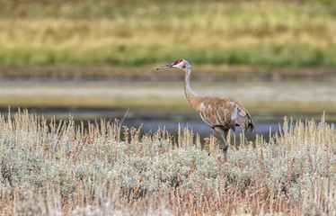 Sandhill crane (Grus canadensis) feeding around thermal pool at Yellowstone national park