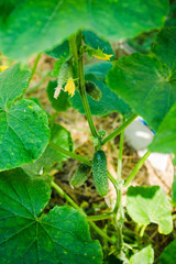 Cucumber plant in the garden. Selective focus.