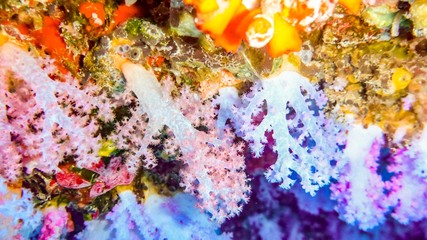 Beautiful, brightly colorful soft corals in cave, Maldives.