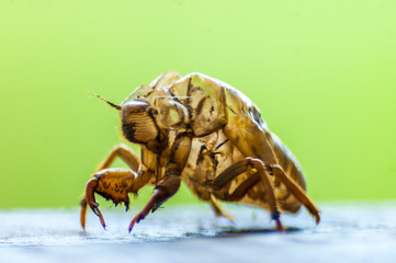 Cicada shell in the wood