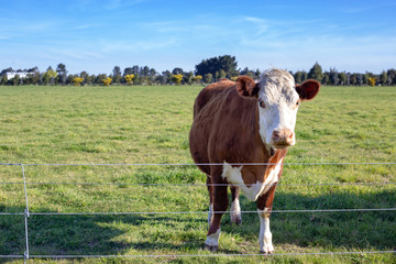 A brown and white hereford steer standing behind a fence in a farm field