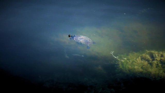 Turtle in a pond swimming with a fish