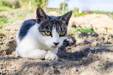 A cat lies in the grass and hunts