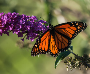 Monarch open wings