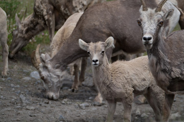 Goats looking at you.