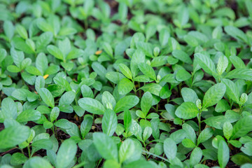 Beautiful green leaf
