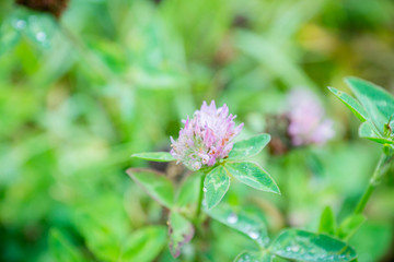 Blooming clover (Trifolium pratense) in the garden. Selective focus.