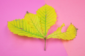 leaf nature concept of on pastel pink background