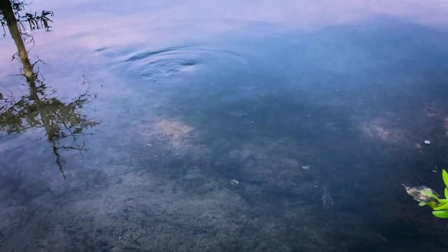 Two Turtle in a pond swimming
