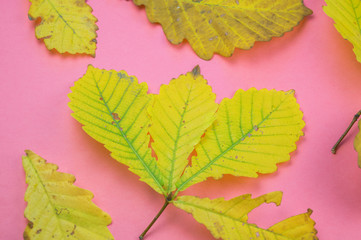 leaf nature concept of on pastel pink background
