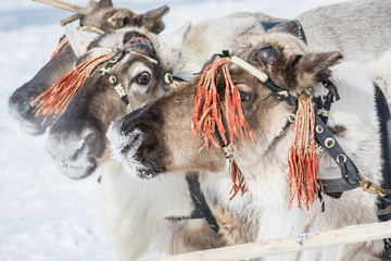 Northern reindeer with beautiful harness on his head in the winter camp of Siberia