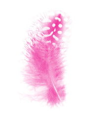 Beautiful pink magenta feather isolated on white background 