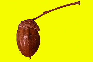 Acorn macro is isolated on a yellow background