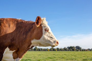 Side profile of a brown and white hereford steer in a farm field in Springtime - obrazy, fototapety, plakaty