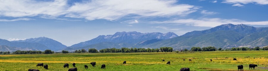 Fototapeta na wymiar Herd of Cows grazing together in harmony in a rural farm in Heber, Utah along the back of the Wasatch front Rocky Mountains. United States of America.