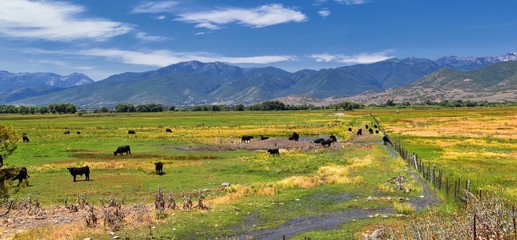 Obraz premium Herd of Cows grazing together in harmony in a rural farm in Heber, Utah along the back of the Wasatch front Rocky Mountains. United States of America.