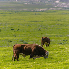 Bulls grazing on a vast pasture on a sunny day