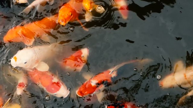 Natural background, aquarium close up. Vibrant Colorful Japanese Koi Carp fish swimming in traditional garden pond. Chinese Fancy Carps under water surface. Oriental symbols of fortune and good luck.