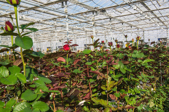 large industrial greenhouse with Dutch roses