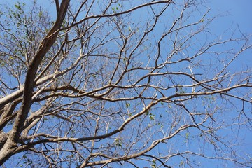 dry tree with blue sky