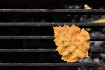 Lone yellow autumn leaf on the grill of a camp stove