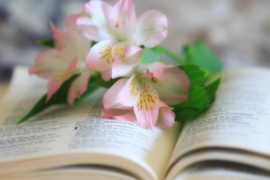 Pink and White lilies on the pages of an open bible