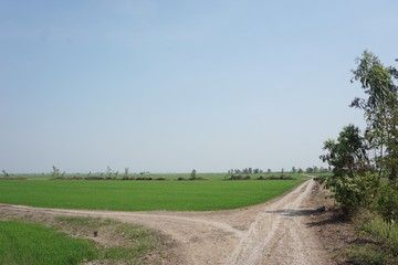 Fototapeta premium green rice field