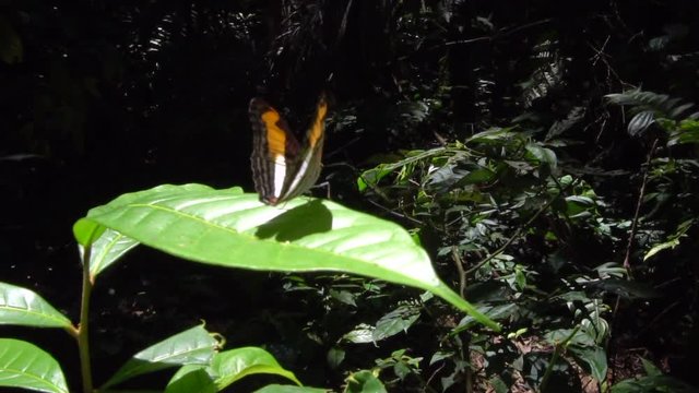 Butterfly (Adelpha sp.) flies from a leaf in slow motion. In the rainforest understory, Napo province, Ecuador.