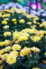Beautiful blossoming chrysanths in autumn botanic garden