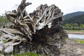 Base of large old tree