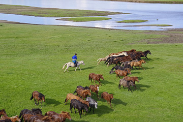 放牧馬を追い込む遊牧民