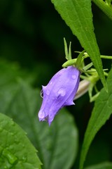 Колокольчик с каплями дождя