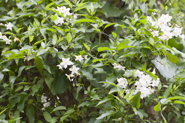 Clematis bush