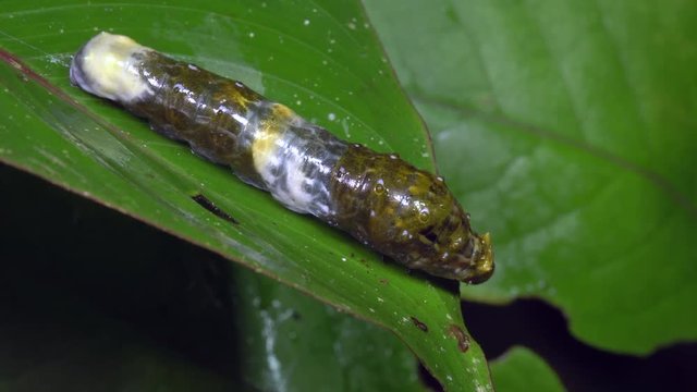 Caterpillar of a swallowtail butterfly (Papilio sp.) on a leaf in the rainforest, Ecuador. It resembles a bird dropping to avoid predators.