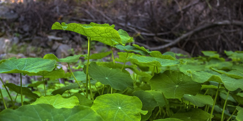 Sunlit green plants growing luxuriantly