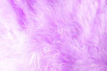 Fototapeta premium Macro shot of purple bird fluffy feathers in soft and blur style