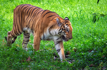 Bengal tiger at Indian wildlife sanctuary. The Royal Bengal tiger is considered as one of the endangered species in the world.