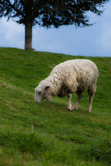 Obraz na płótnie Canvas New Zealand Sheep Grazing 