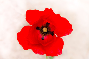 detail of red poppy floret in spring on white background