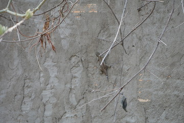 wall lizard 
