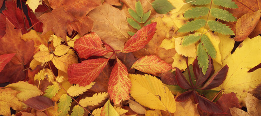 Colorful seasonal autumn background pattern, Vibrant carpet of fallen forest leaves.