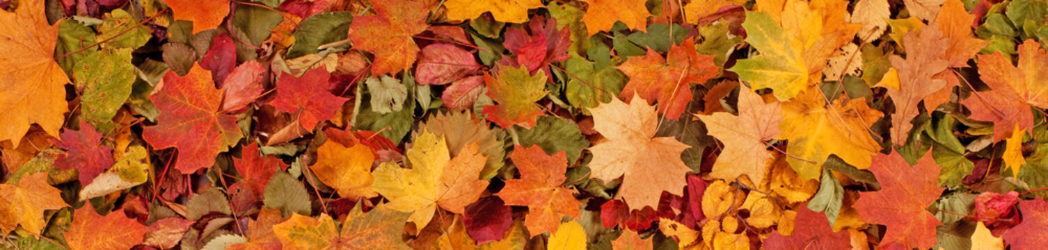 Colorful seasonal autumn background pattern, Vibrant carpet of fallen forest leaves.