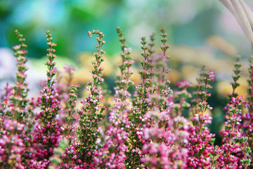 Beautiful blossoming cool purple scotch heather Calluna vulgaris